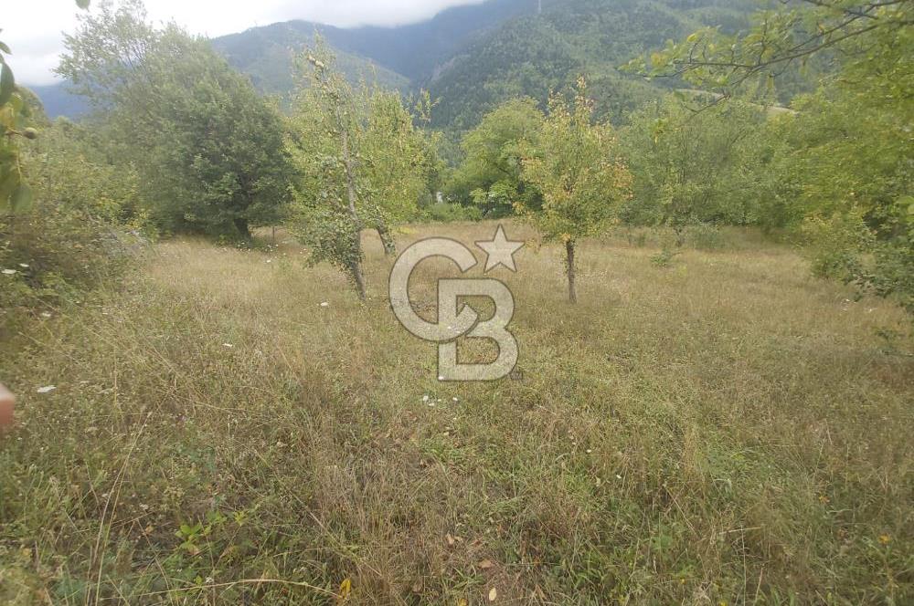 COLDWELL BANKER NET GAYRİMENKUL'DEN ARTVİNDE SATLIK TARLA