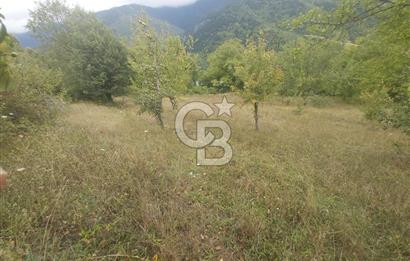 COLDWELL BANKER NET GAYRİMENKUL'DEN ARTVİNDE SATLIK TARLA