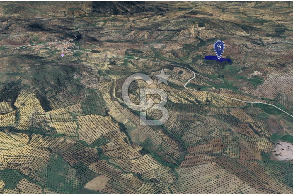 CB KİNG'DEN BALIKESİR/GÖMEÇ KUYUALAN MAH.SATILIK ZEYTİNLİK