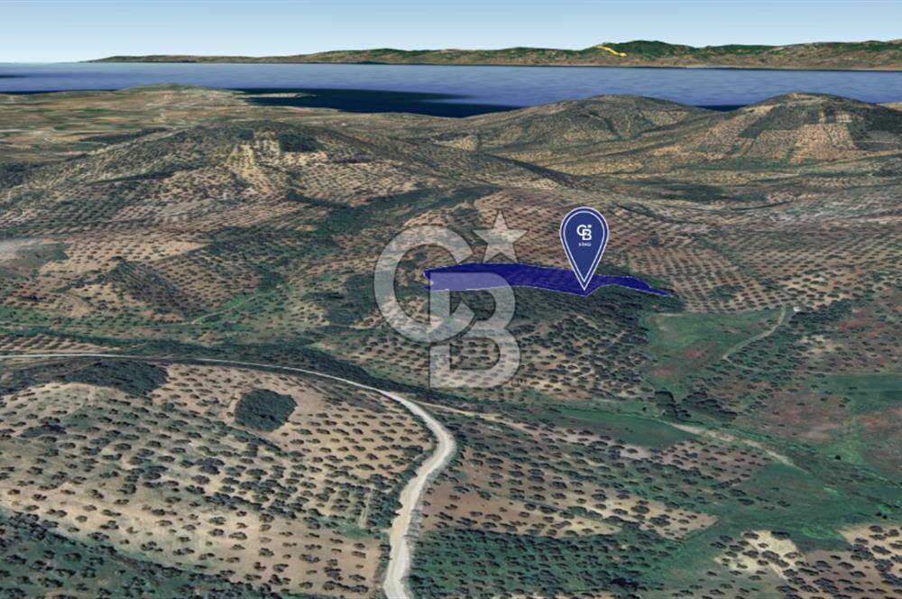 CB KİNG'DEN BALIKESİR/GÖMEÇ KUYUALAN MAH.SATILIK ZEYTİNLİK