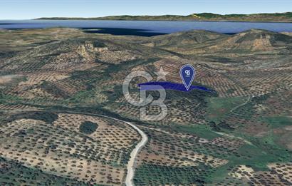 CB KİNG'DEN BALIKESİR/GÖMEÇ KUYUALAN MAH.SATILIK ZEYTİNLİK