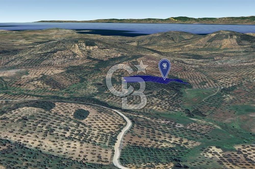 CB KİNG'DEN BALIKESİR/GÖMEÇ KUYUALAN MAH.SATILIK ZEYTİNLİK