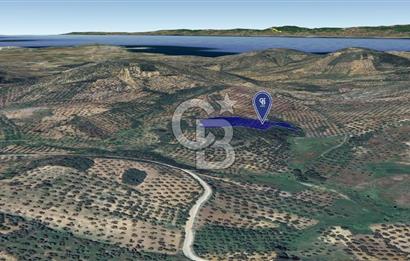CB KİNG'DEN BALIKESİR/GÖMEÇ KUYUALAN MAH.SATILIK ZEYTİNLİK