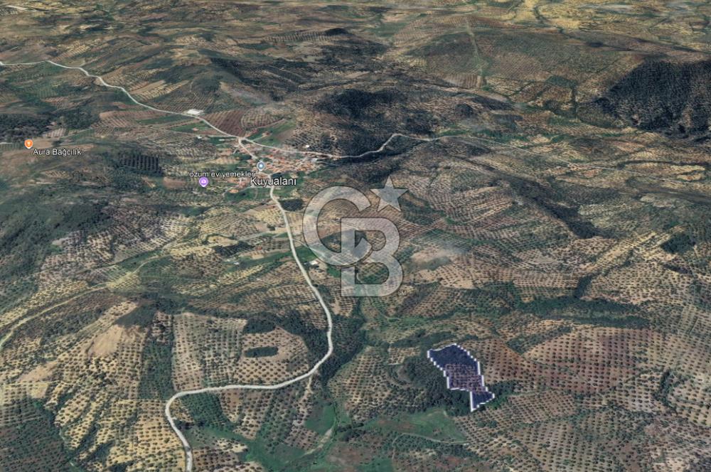 CB KİNG'DEN BALIKESİR/GÖMEÇ KUYUALAN MAH.SATILIK ZEYTİNLİK