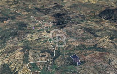 CB KİNG'DEN BALIKESİR/GÖMEÇ KUYUALAN MAH.SATILIK ZEYTİNLİK