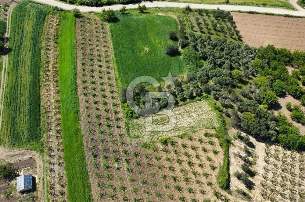 ÇANAKKALE ADATEPE KÖYÜ’NDE BOĞAZ MANZARALI SATILIK TARLA