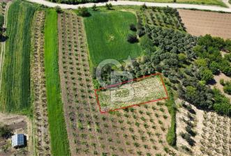 ÇANAKKALE ADATEPE KÖYÜ’NDE BOĞAZ MANZARALI SATILIK TARLA - 8 - 313327