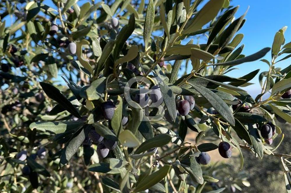 CB KİNG'DEN BALIKESİR/GÖMEÇ KUYUALAN MAH.SATILIK ZEYTİNLİK