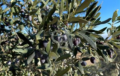 CB KİNG'DEN BALIKESİR/GÖMEÇ KUYUALAN MAH.SATILIK ZEYTİNLİK