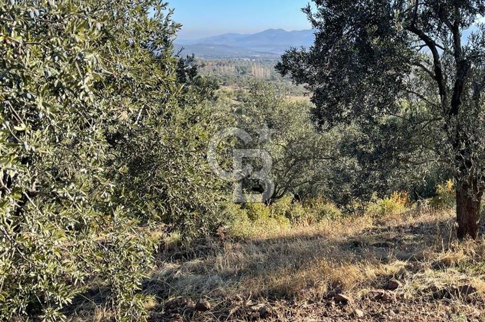 CB KİNG'DEN BALIKESİR/GÖMEÇ KUYUALAN MAH.SATILIK ZEYTİNLİK