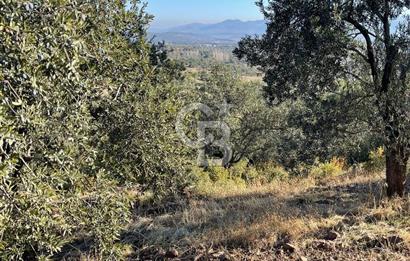 CB KİNG'DEN BALIKESİR/GÖMEÇ KUYUALAN MAH.SATILIK ZEYTİNLİK