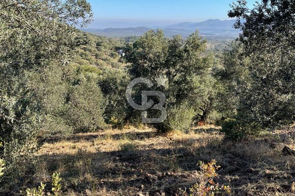 CB KİNG'DEN BALIKESİR/GÖMEÇ KUYUALAN MAH.SATILIK ZEYTİNLİK