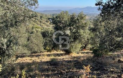 CB KİNG'DEN BALIKESİR/GÖMEÇ KUYUALAN MAH.SATILIK ZEYTİNLİK