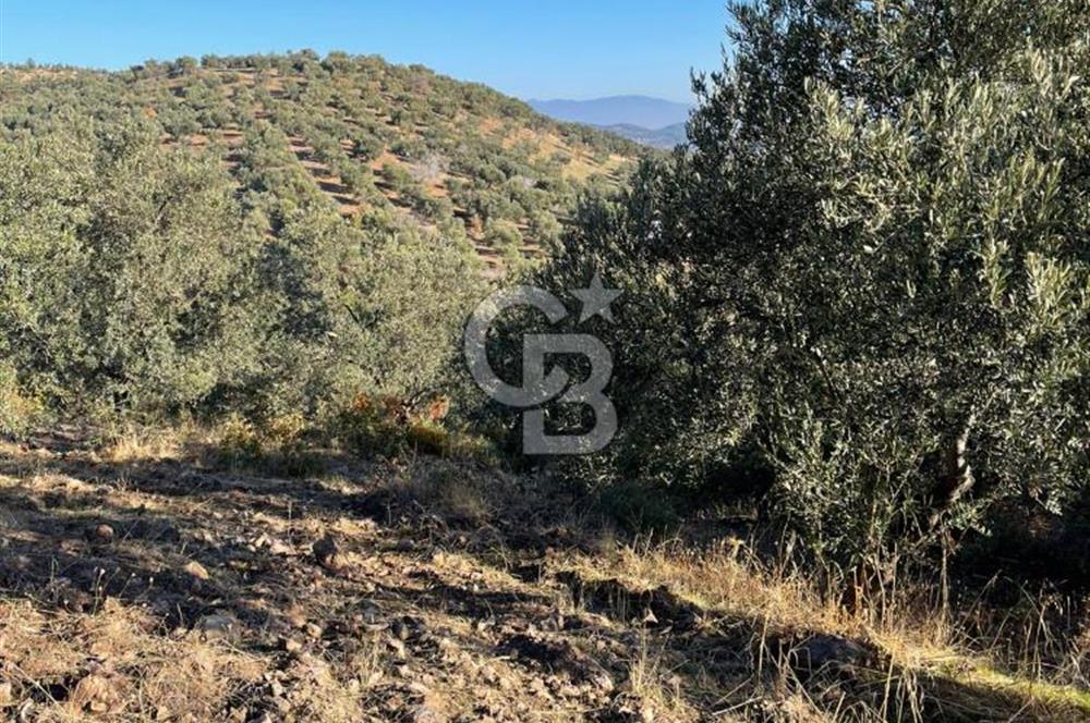 CB KİNG'DEN BALIKESİR/GÖMEÇ KUYUALAN MAH.SATILIK ZEYTİNLİK