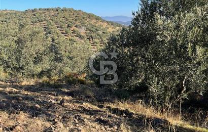 CB KİNG'DEN BALIKESİR/GÖMEÇ KUYUALAN MAH.SATILIK ZEYTİNLİK
