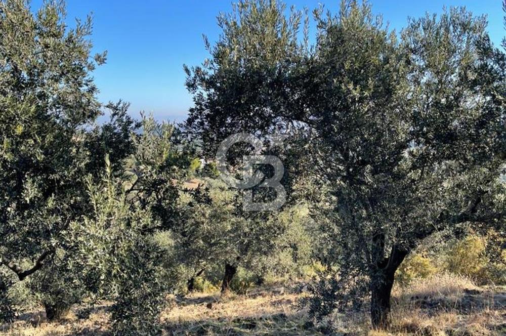 CB KİNG'DEN BALIKESİR/GÖMEÇ KUYUALAN MAH.SATILIK ZEYTİNLİK