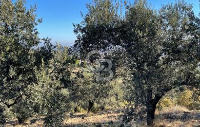 CB KİNG'DEN BALIKESİR/GÖMEÇ KUYUALAN MAH.SATILIK ZEYTİNLİK