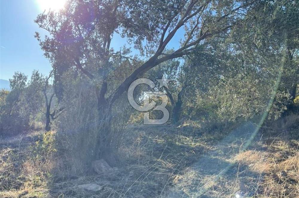 CB KİNG'DEN BALIKESİR/GÖMEÇ KUYUALAN MAH.SATILIK ZEYTİNLİK