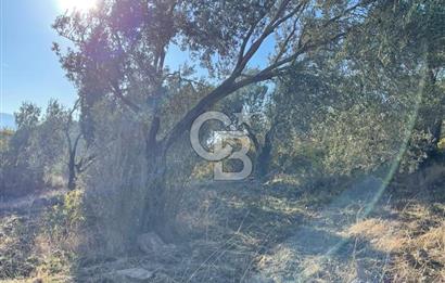 CB KİNG'DEN BALIKESİR/GÖMEÇ KUYUALAN MAH.SATILIK ZEYTİNLİK
