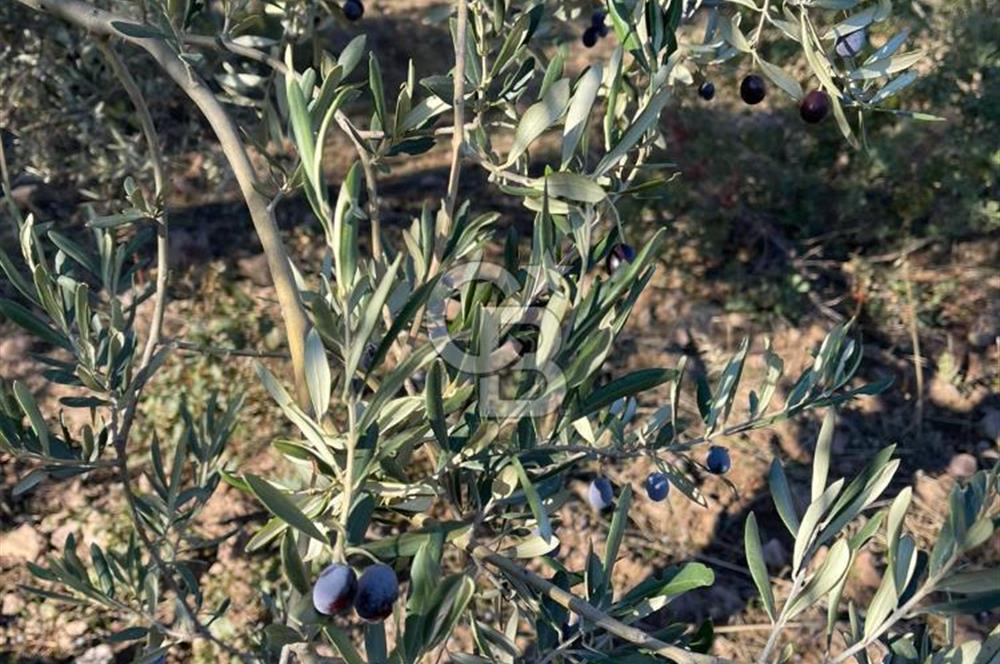 CB KİNG'DEN BALIKESİR/GÖMEÇ KUYUALAN MAH.SATILIK ZEYTİNLİK