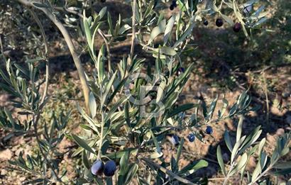 CB KİNG'DEN BALIKESİR/GÖMEÇ KUYUALAN MAH.SATILIK ZEYTİNLİK