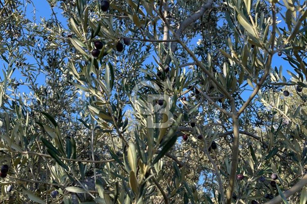 CB KİNG'DEN BALIKESİR/GÖMEÇ KUYUALAN MAH.SATILIK ZEYTİNLİK