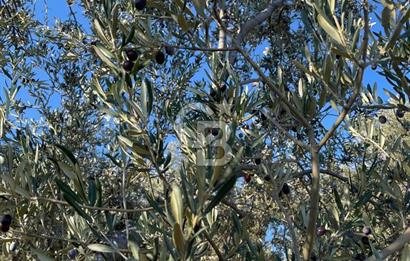 CB KİNG'DEN BALIKESİR/GÖMEÇ KUYUALAN MAH.SATILIK ZEYTİNLİK