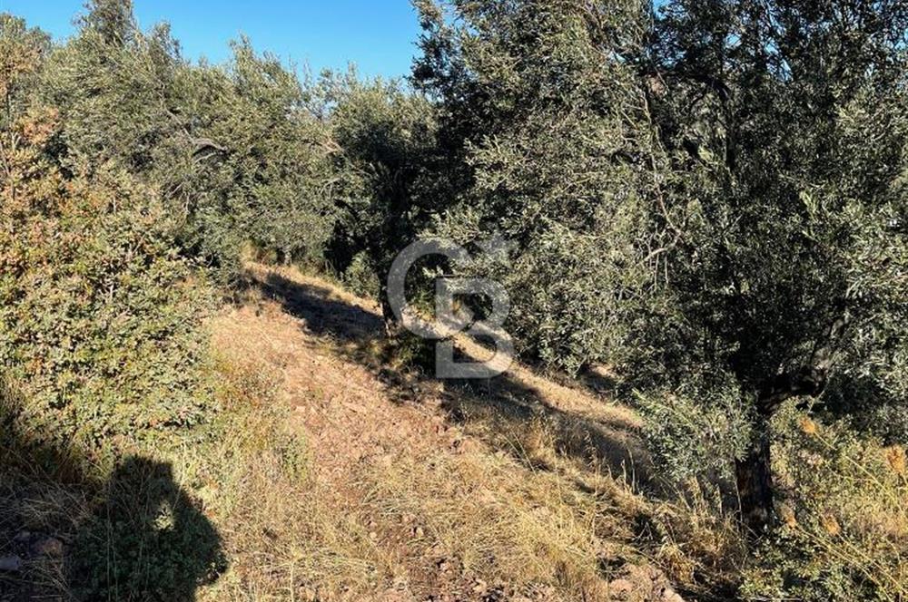 CB KİNG'DEN BALIKESİR/GÖMEÇ KUYUALAN MAH.SATILIK ZEYTİNLİK