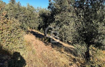 CB KİNG'DEN BALIKESİR/GÖMEÇ KUYUALAN MAH.SATILIK ZEYTİNLİK