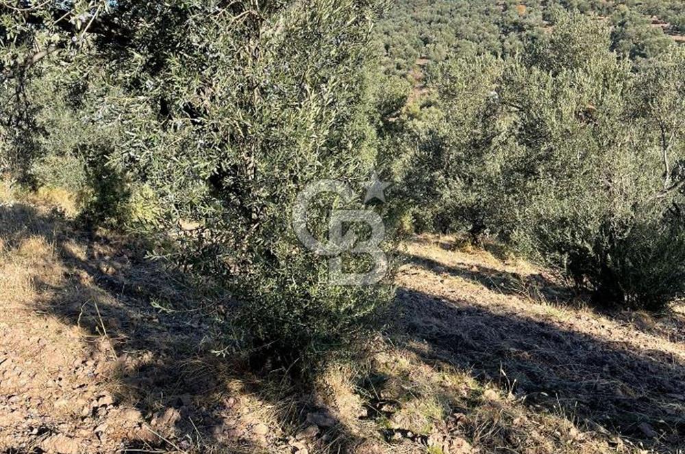 CB KİNG'DEN BALIKESİR/GÖMEÇ KUYUALAN MAH.SATILIK ZEYTİNLİK