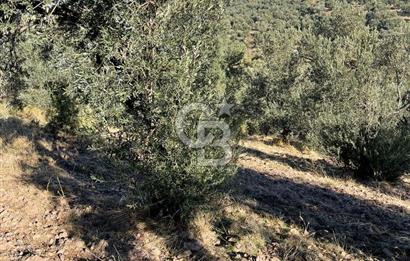 CB KİNG'DEN BALIKESİR/GÖMEÇ KUYUALAN MAH.SATILIK ZEYTİNLİK