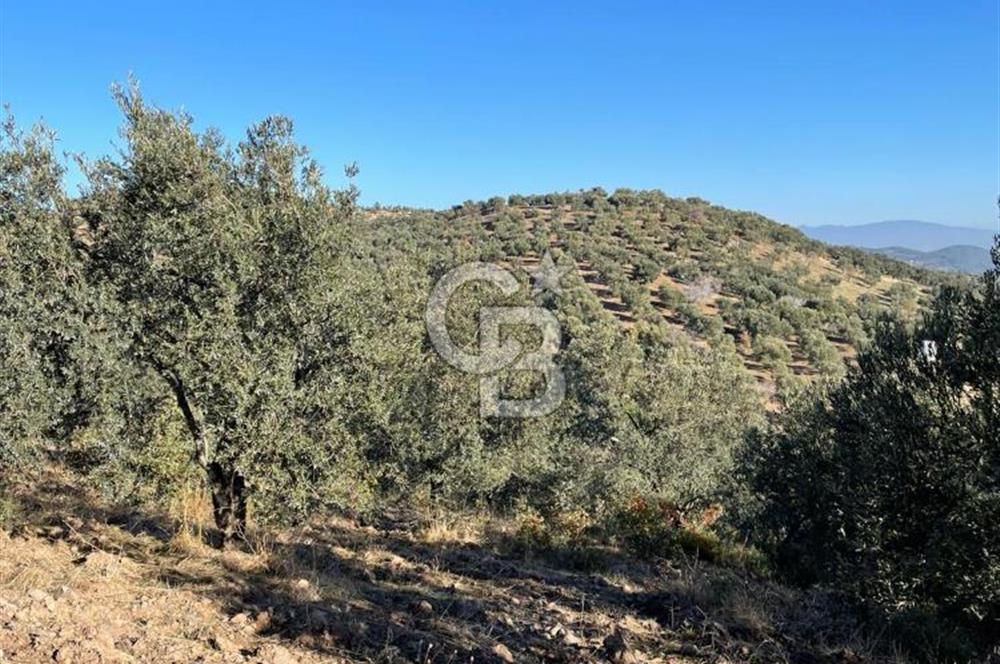 CB KİNG'DEN BALIKESİR/GÖMEÇ KUYUALAN MAH.SATILIK ZEYTİNLİK