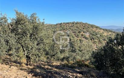 CB KİNG'DEN BALIKESİR/GÖMEÇ KUYUALAN MAH.SATILIK ZEYTİNLİK