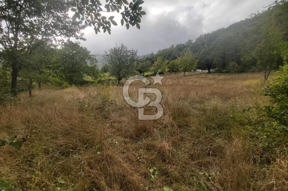 COLDWELL BANKER NET GAYRİMENKUL'DEN ARTVİNDE SATLIK TARLA