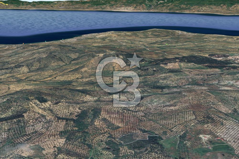 CB KİNG'DEN BALIKESİR/GÖMEÇ KUYUALAN MAH.SATILIK ZEYTİNLİK