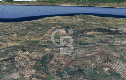 CB KİNG'DEN BALIKESİR/GÖMEÇ KUYUALAN MAH.SATILIK ZEYTİNLİK