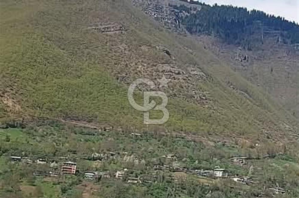 COLDWELL BANKER NET GAYRİMENKUL'DEN ARTVİNDE SATLIK TARLA