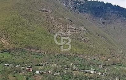 COLDWELL BANKER NET GAYRİMENKUL'DEN ARTVİNDE SATLIK TARLA