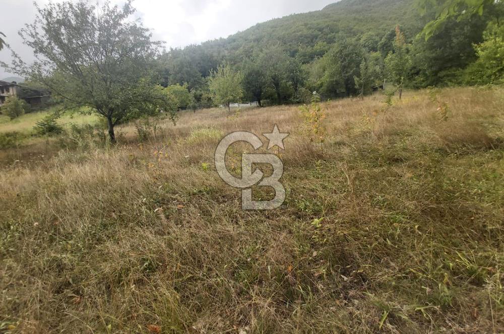 COLDWELL BANKER NET GAYRİMENKUL'DEN ARTVİNDE SATLIK TARLA