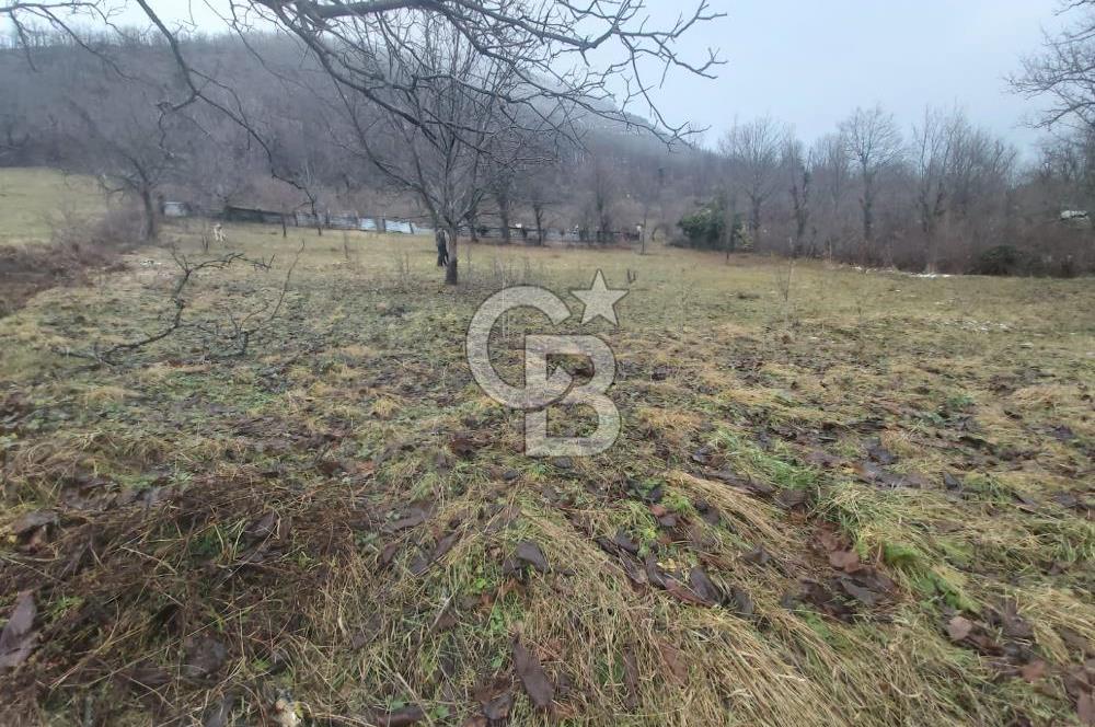 COLDWELL BANKER NET GAYRİMENKUL'DEN ARTVİNDE SATLIK TARLA