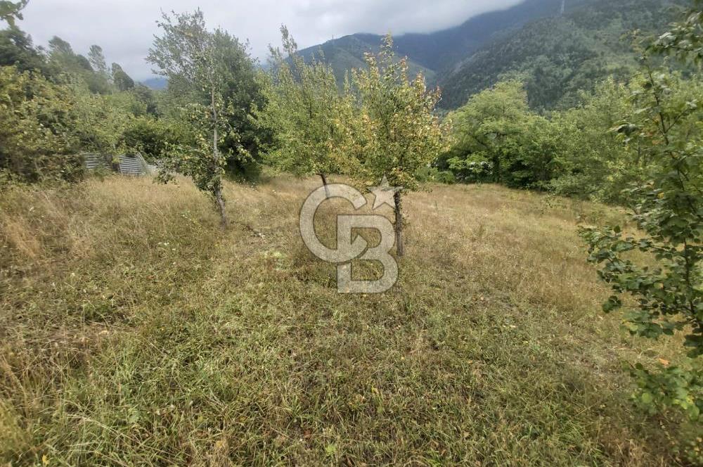 COLDWELL BANKER NET GAYRİMENKUL'DEN ARTVİNDE SATLIK TARLA