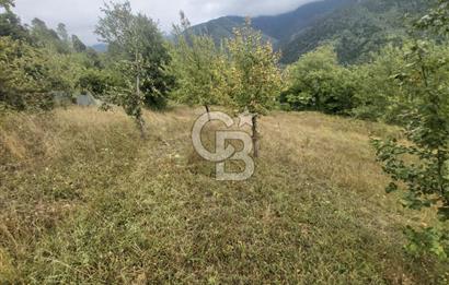 COLDWELL BANKER NET GAYRİMENKUL'DEN ARTVİNDE SATLIK TARLA