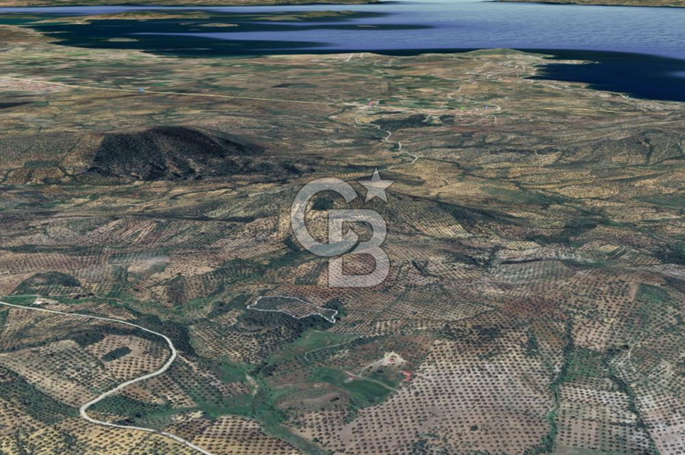 CB KİNG'DEN BALIKESİR/GÖMEÇ KUYUALAN MAH.SATILIK ZEYTİNLİK