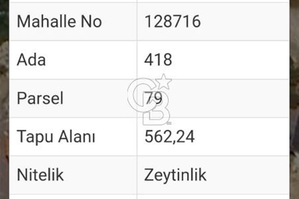 MUĞLA MİLAS KIYIKIŞLACIK'TA DENİZE 240 M SATILIK ZEYTİNLİK