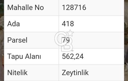 MUĞLA MİLAS KIYIKIŞLACIK'TA DENİZE 240 M SATILIK ZEYTİNLİK