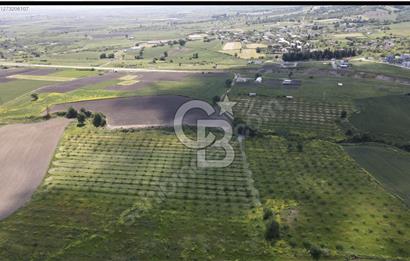 CB AMBIANCE'DAN GÖNEN DE 65 DÖNÜM CEVİZLİ DEĞERLİ ARAZİ