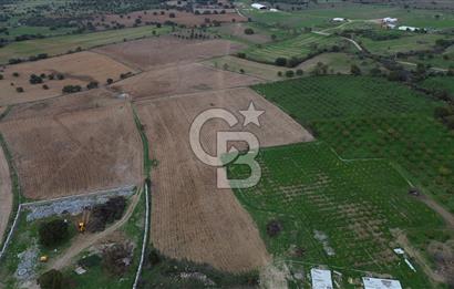 Çanakkale Ezine Yahyaçavus Köyü Satılık Tarla !