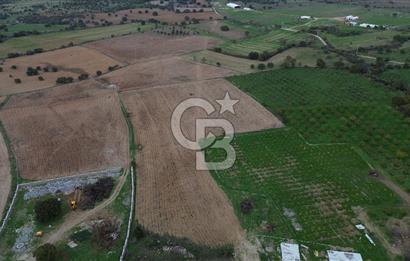 Çanakkale Ezine Yahyaçavus Köyü Satılık Tarla !