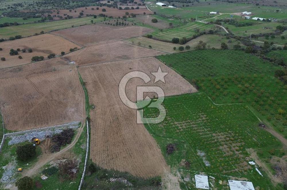 Çanakkale Ezine Yahyaçavus Köyü Satılık Tarla !