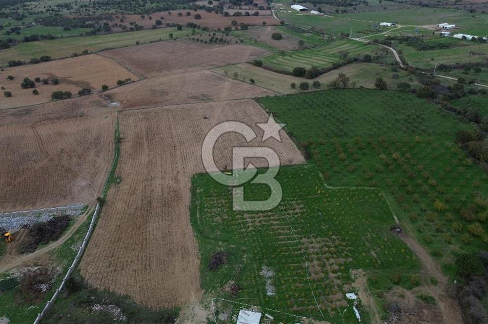 Çanakkale Ezine Yahyaçavus Köyü Satılık Tarla !